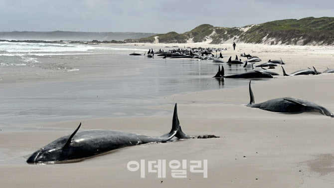 호주 해변가서 고래떼 좌초…구조 실패 90마리 안락사 결정