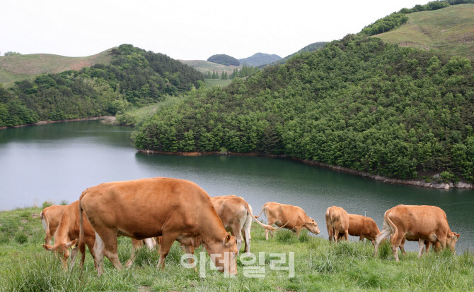 [포토] 농협 축산경제, 소 근출혈 피해보상 24억원 지급