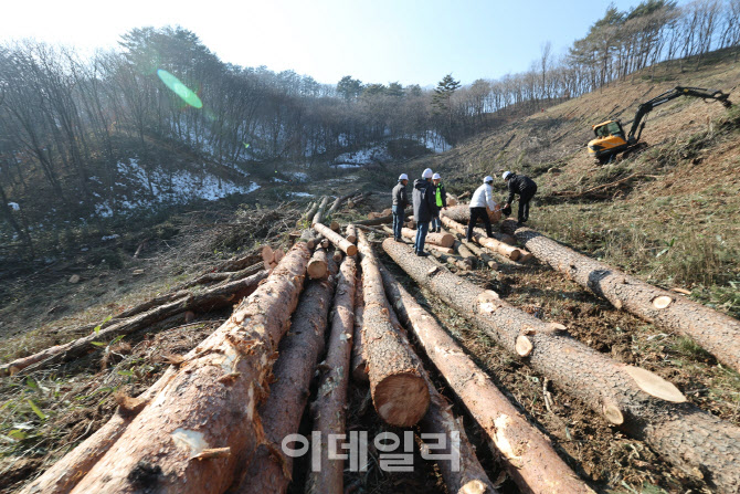 봉화서 자란 목재 2413주, 국가유산수리센터에 비축