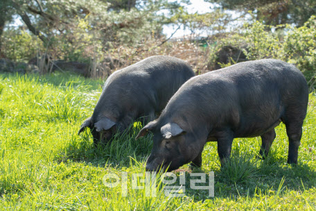 "지금까지 이런 맛 없었다"…얼핏 보면 한우 같은 '이것'