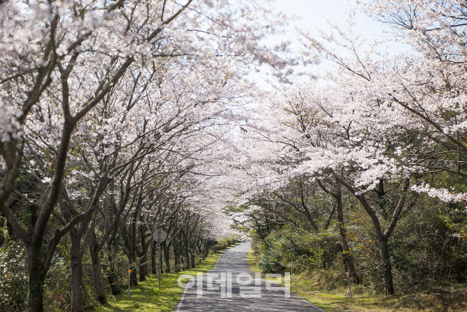 [포토] WE호텔제주. 벚꽃주간 이벤트