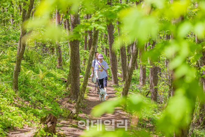 "개통령 강형욱과 함께"…하이원 '댕댕트레킹' 5월 개최