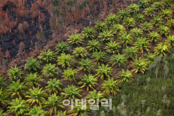 식용유값 또 오르나…"저렴한 팜유는 잊어라"