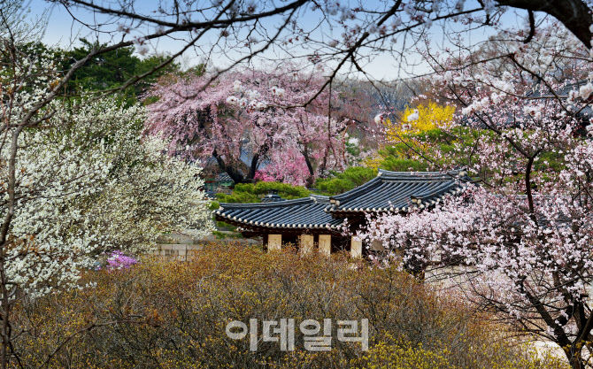 창덕궁 낙선재 후원 거닐며 봄 풍경 만끽해볼까