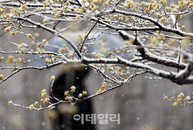 [포토]'봄꽃 위에 대설'
