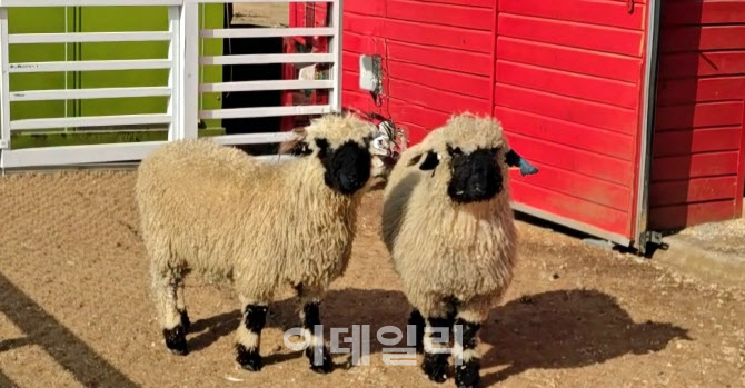 [포토] 농협 안성팜랜드, ‘검은 코 양’ 선보여...