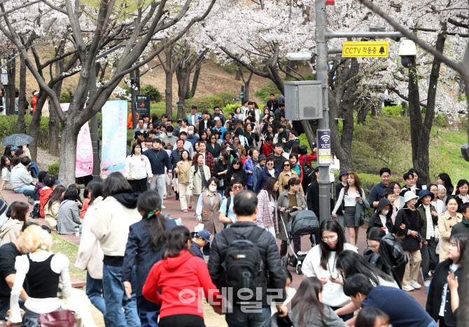 [포토] 벚꽃구경