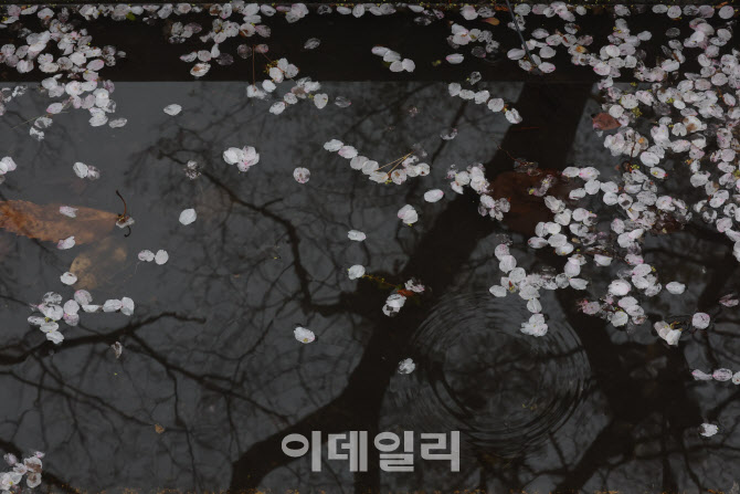 [포토]비와 함께 벚꽃