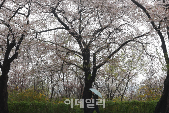 [포토]많이 떨어진 벚꽃