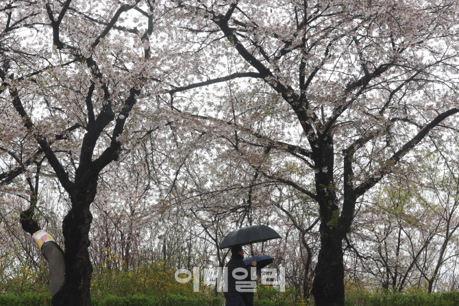 [포토]벚꽃엔딩 알리는 비