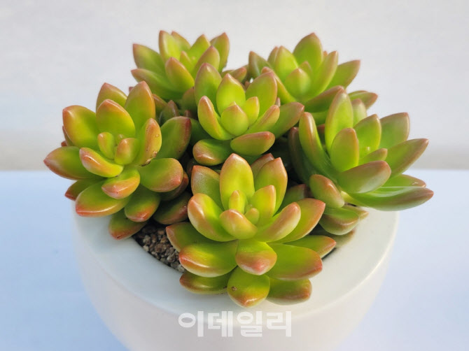 경기도농기원, 신품종 다육이 '트윙클루이' '레드루이' 개발