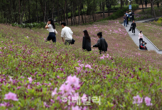 [포토] 불암산 철쭉