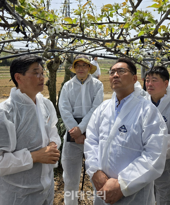 [포토] 농협, 배 재배농가 피해상황 점검
