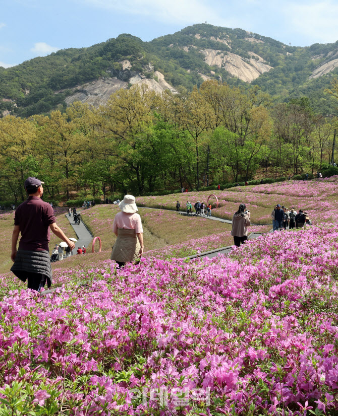 [포토]불암산 철쭉제
