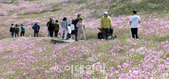 [포토]철쭉길을 걸으며