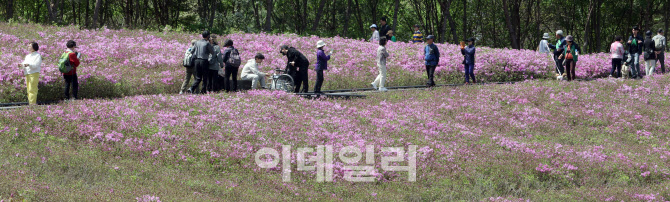 [포토]벚꽃 가고 '철쭉 축제' 왔다