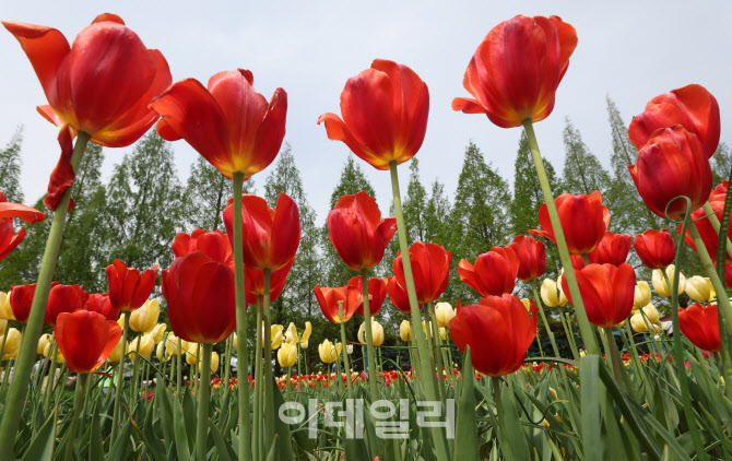 [포토]'봄이 활짝'
