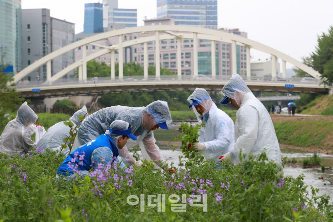 [포토]동아오츠카, '안양천 일대에서 생태계교란 식물 제거'