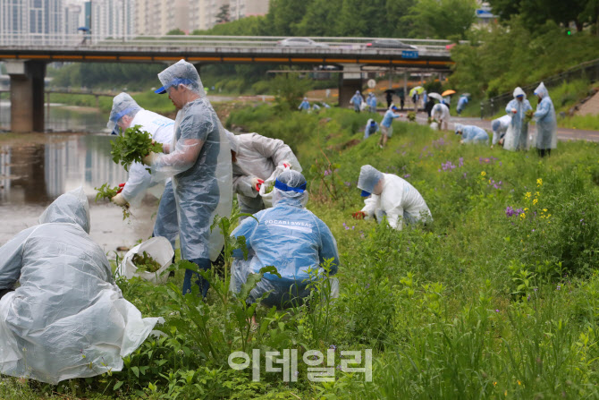 [포토]동아오츠카, '임직원과 함께 안양천 생태계교란 식물 제거'