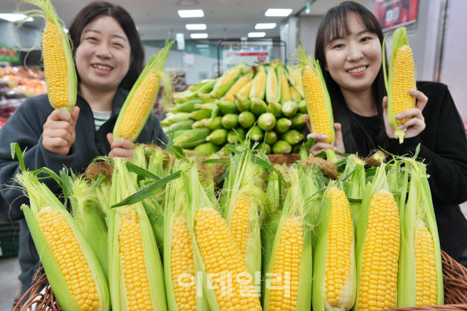 "초당옥수수 제철"… 롯데마트·슈퍼 개당 1990원에 판다