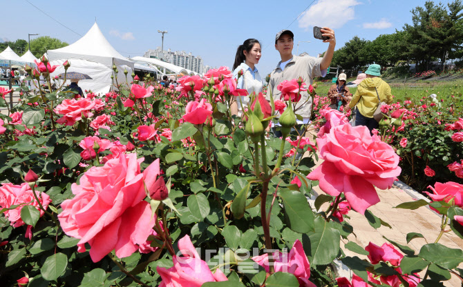 [포토]한국의 봄 정취만끽하는 외국인들