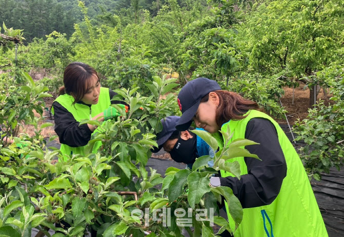 [포토] 농협 디지털전략부, 봄철 농촌일손돕기