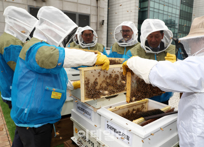 [포토] 농협 옥상 '도심 속 꿀벌 기르기'