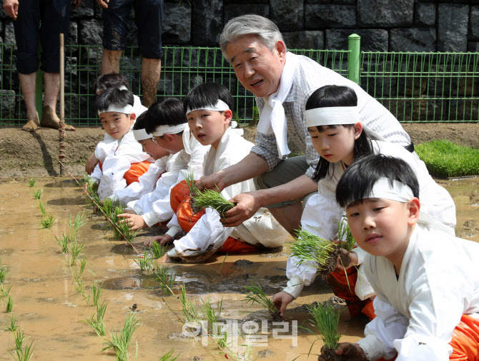 [포토] 전통 손모내기 하는 강호동 농협회장
