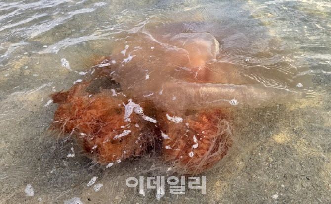 '자연재난'된 해파리 대량출몰…위기경보·알림, 민관 모니터링 강화