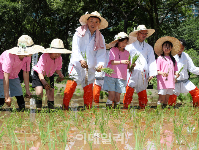 [포토] 강남구, 전통 모내기 체험행사