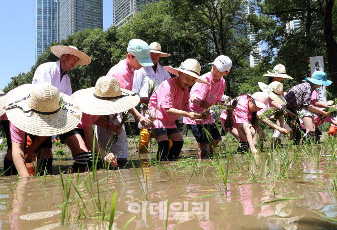 [포토] 양재천 전통 모내기