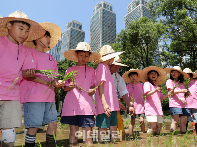 [포토] 양재천 전통 모내기 체험
