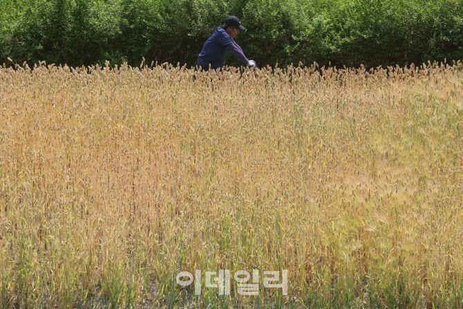 [포토]황금보리 산책길