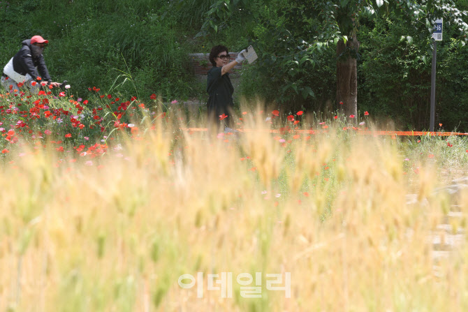 [포토]도심에서 보기 힘든 황금보리 산책길