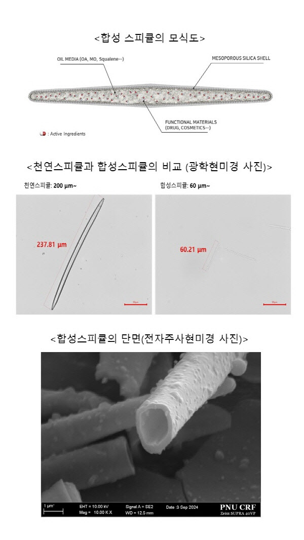 ㈜비엔, 길이 조절 가능한 실리카 스피큘 합성 기술 개발 완료… 국내 특허 등록