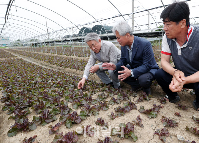 [포토] 강호동 농협회장, 부산 상추 생육동향 점검