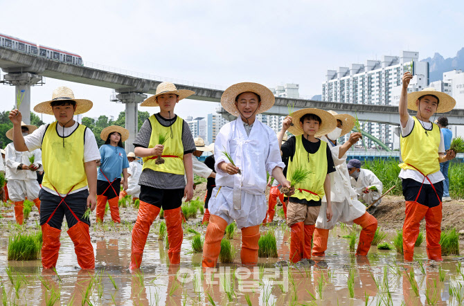 '중랑천에서 벼농사를!'…의정부시 '전통 손 모내기 행사'