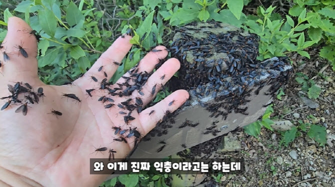 “러브버그, 국민들이 좀 참아야”…계양구청장, 해명 들어보니