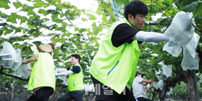 [포토] 농협상호금융 농가일손돕기