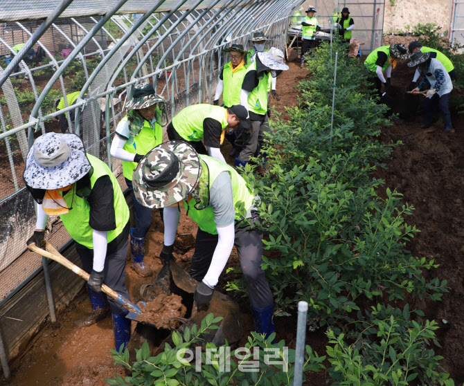 [포토] 농협상호금융, 청양 블루베리 농가 수해복구 봉사