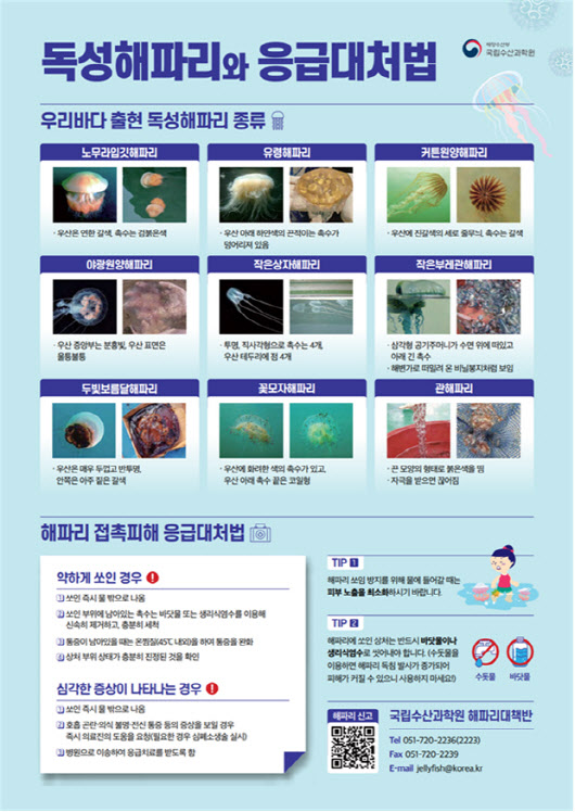 해수부, 28일 해파리 대량발생 위기경보 '경계' 발령