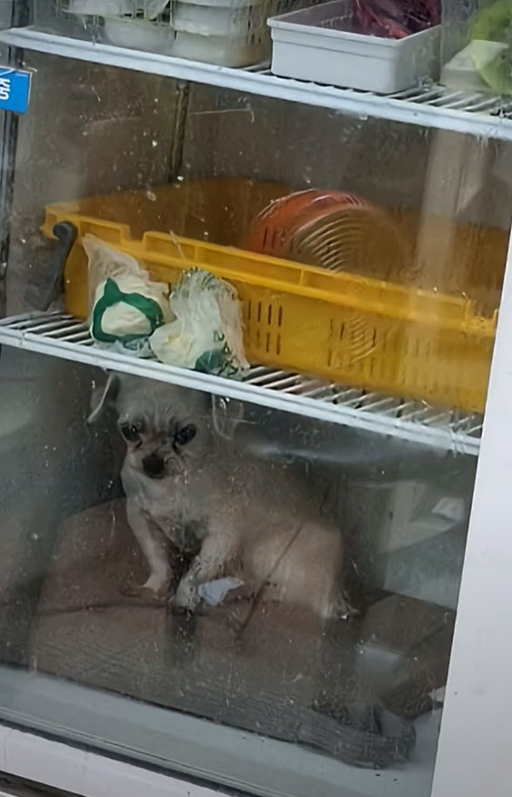 "냉장고에 왜 강아지가?" 피자집 포착 사진에 '경악'