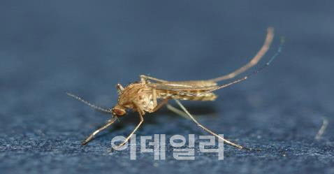 폭염에 모기도 줄었다…일주일 늦게 발령된 일본뇌염 경보