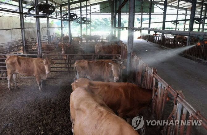 푹푹 찌는 폭염에 충북서만 가축 16만 마리 폐사…재난기금 3억 투입