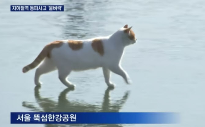 “꽁꽁 얼어붙은 한강 위로” 장원영도 따라 한 고양이 근황