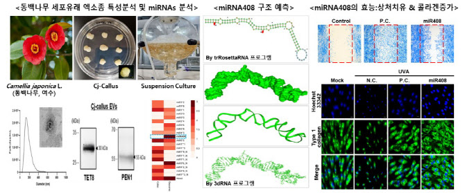 지에프씨생명과학 "동백나무 유래 피부 회복 유전자 효과 입증"