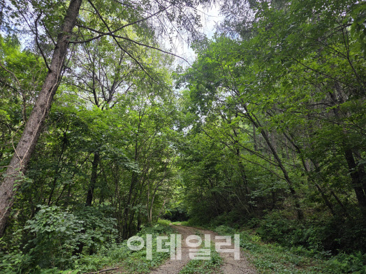 40년 만에 비밀의 숲 열리니..산촌 경제까지 활짝
