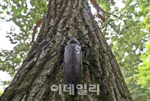 560년 역사가 된 숲에서 장수하늘소 날개 되찾다