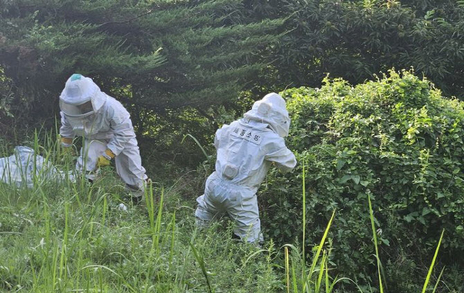 여름철 벌집 제거 출동 3년 새 54% 증가…8월이 ‘최고 위험’