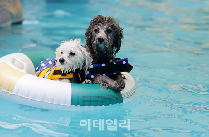 [포토]수영하러 왔어요~